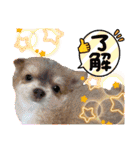 ランちゃんわんこスタンプ（個別スタンプ：1）