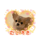 ランちゃんわんこスタンプ（個別スタンプ：5）