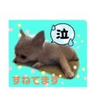 ランちゃんわんこスタンプ（個別スタンプ：6）