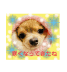 ランちゃんわんこスタンプ（個別スタンプ：9）
