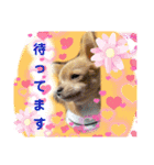 ランちゃんわんこスタンプ（個別スタンプ：11）