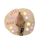 ランちゃんわんこスタンプ（個別スタンプ：12）