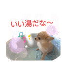 ランちゃんわんこスタンプ（個別スタンプ：13）