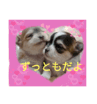 ランちゃんわんこスタンプ（個別スタンプ：16）