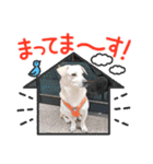 あんちゃんソウル（個別スタンプ：5）