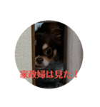 イヌ三昧ver15（個別スタンプ：1）