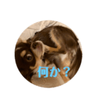 イヌ三昧ver15（個別スタンプ：4）