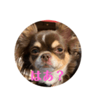 イヌ三昧ver15（個別スタンプ：6）
