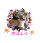 くうちゃんカーラちゃんのかわいいスタンプ（個別スタンプ：2）