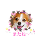 くうちゃんカーラちゃんのかわいいスタンプ（個別スタンプ：9）