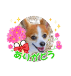 くうちゃんカーラちゃんのかわいいスタンプ（個別スタンプ：10）