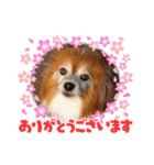 くうちゃんカーラちゃんのかわいいスタンプ（個別スタンプ：11）