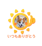 くうちゃんカーラちゃんのかわいいスタンプ（個別スタンプ：13）