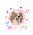 くうちゃんカーラちゃんのかわいいスタンプ（個別スタンプ：14）