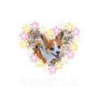 くうちゃんカーラちゃんのかわいいスタンプ（個別スタンプ：17）