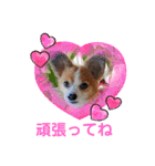 くうちゃんカーラちゃんのかわいいスタンプ（個別スタンプ：21）