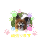 くうちゃんカーラちゃんのかわいいスタンプ（個別スタンプ：22）