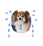 くうちゃんカーラちゃんのかわいいスタンプ（個別スタンプ：27）