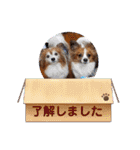 くうちゃんカーラちゃんのかわいいスタンプ（個別スタンプ：30）
