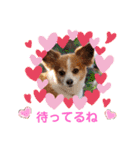 くうちゃんカーラちゃんのかわいいスタンプ（個別スタンプ：33）