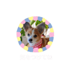 くうちゃんカーラちゃんのかわいいスタンプ（個別スタンプ：35）