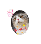 AYUMU CAT4（個別スタンプ：7）