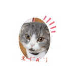 AYUMU CAT4（個別スタンプ：34）