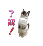 だいふくとラム白いニーソックスを履いた猫（個別スタンプ：1）