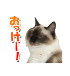 だいふくとラム白いニーソックスを履いた猫（個別スタンプ：2）