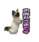 だいふくとラム白いニーソックスを履いた猫（個別スタンプ：3）