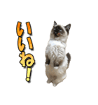 だいふくとラム白いニーソックスを履いた猫（個別スタンプ：4）