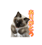 だいふくとラム白いニーソックスを履いた猫（個別スタンプ：5）