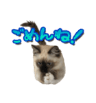 だいふくとラム白いニーソックスを履いた猫（個別スタンプ：6）
