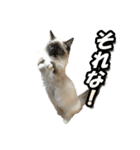 だいふくとラム白いニーソックスを履いた猫（個別スタンプ：7）