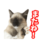 だいふくとラム白いニーソックスを履いた猫（個別スタンプ：8）