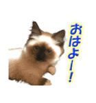 だいふくとラム白いニーソックスを履いた猫（個別スタンプ：9）