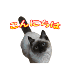 だいふくとラム白いニーソックスを履いた猫（個別スタンプ：10）