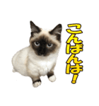 だいふくとラム白いニーソックスを履いた猫（個別スタンプ：11）
