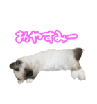 だいふくとラム白いニーソックスを履いた猫（個別スタンプ：12）