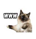 だいふくとラム白いニーソックスを履いた猫（個別スタンプ：13）