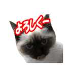 だいふくとラム白いニーソックスを履いた猫（個別スタンプ：14）