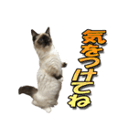 だいふくとラム白いニーソックスを履いた猫（個別スタンプ：15）