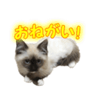 だいふくとラム白いニーソックスを履いた猫（個別スタンプ：17）