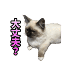 だいふくとラム白いニーソックスを履いた猫（個別スタンプ：18）