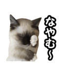 だいふくとラム白いニーソックスを履いた猫（個別スタンプ：19）