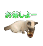 だいふくとラム白いニーソックスを履いた猫（個別スタンプ：20）