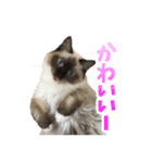 だいふくとラム白いニーソックスを履いた猫（個別スタンプ：21）