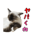 だいふくとラム白いニーソックスを履いた猫（個別スタンプ：23）