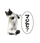 だいふくとラム白いニーソックスを履いた猫（個別スタンプ：24）