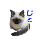 だいふくとラム白いニーソックスを履いた猫（個別スタンプ：28）